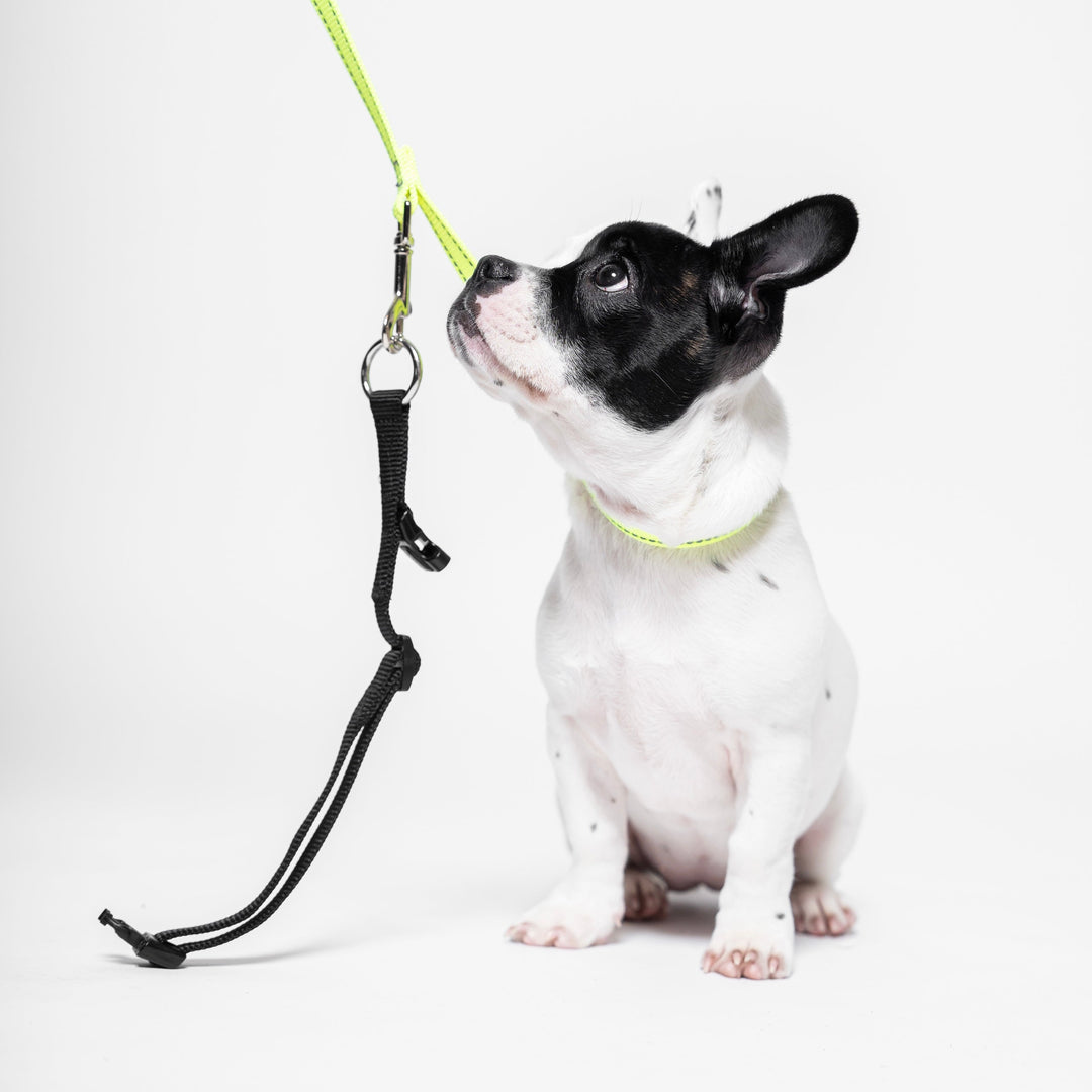 What Is the Loopit Safety Leash and How Does It Help Prevent Escapes?