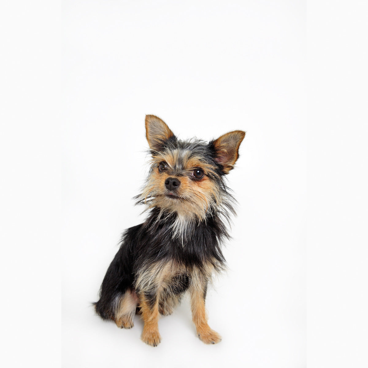 Loopables Dog Packs – Loopit