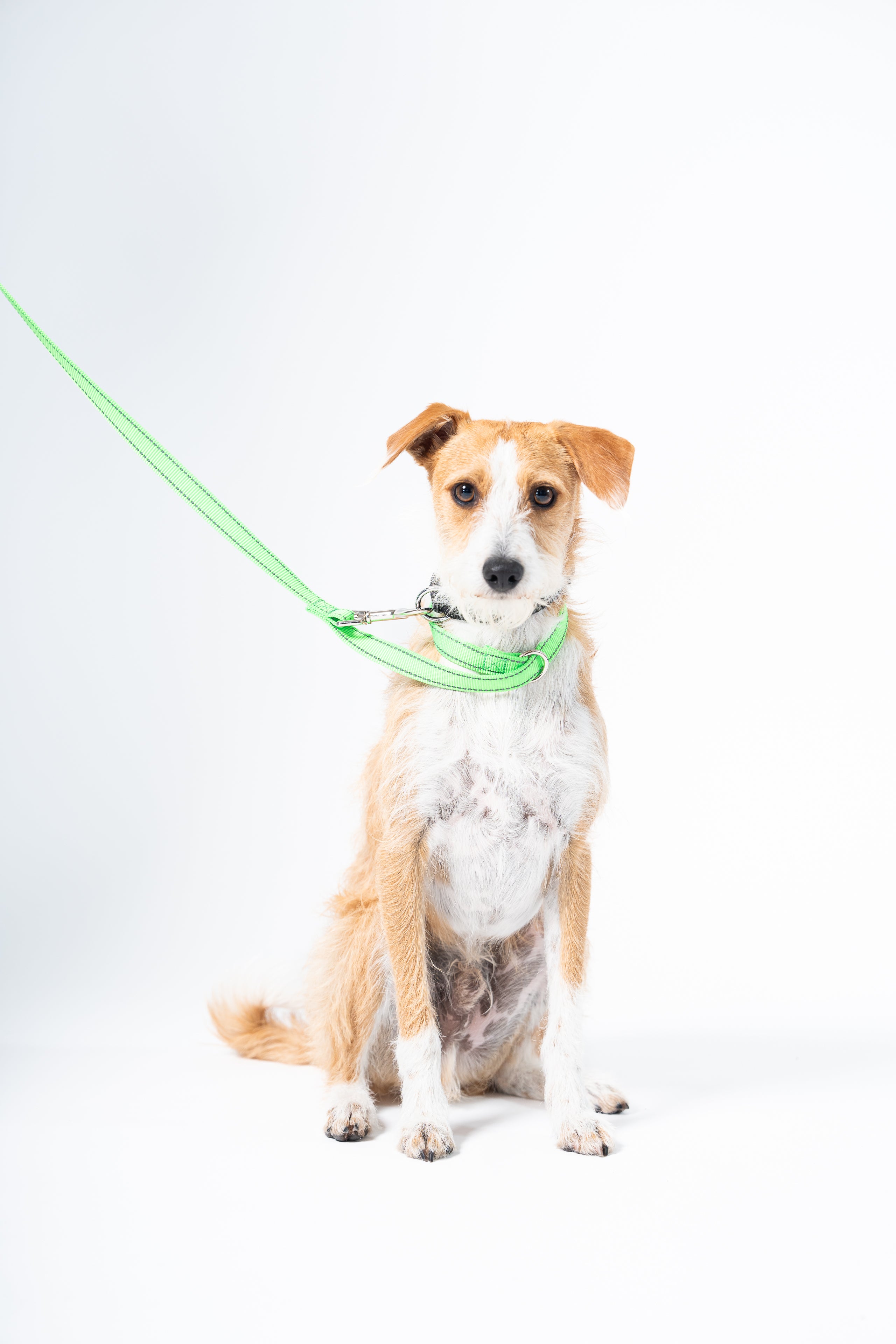 Dog it leash sale