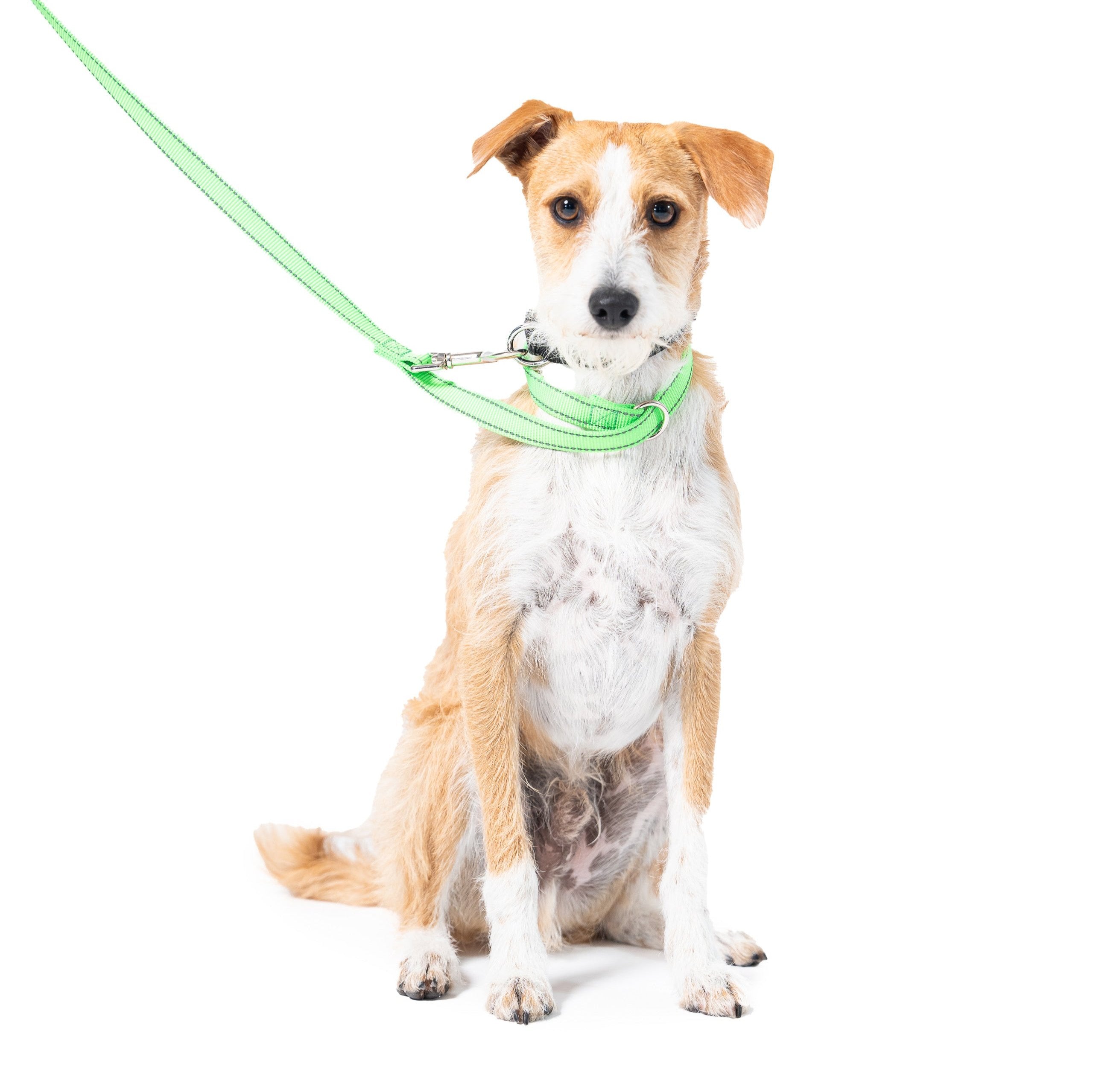 Loopables Dog Medium Loopit Safety Dog Leash – Built-In Backup Safety Loop