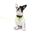 Loopit Safety Leash - small