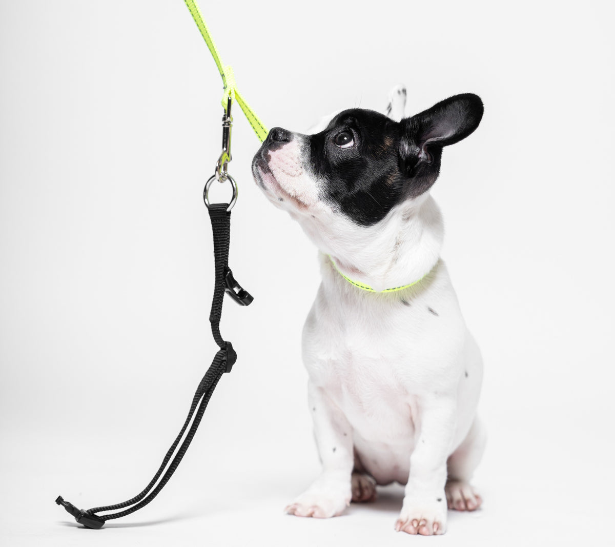 The Loopit Safety Leash – Built-In Slip Lead to Help Prevent Escapes