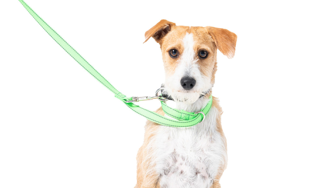 Loopit Safety Leash - medium